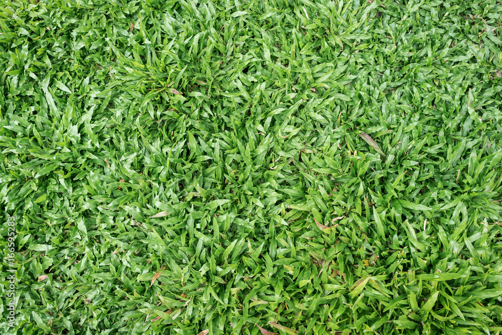 Green Grass for texture and background Green Grass for texture and background
