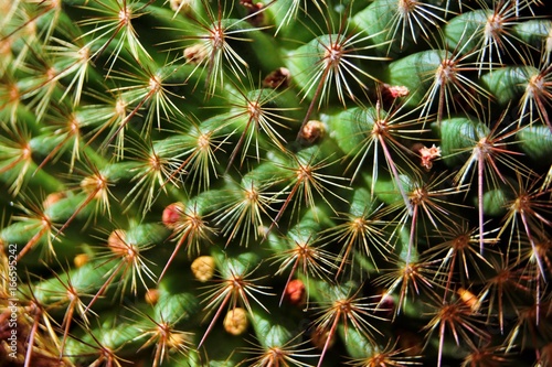 Detail of cactus, patron cactus seen close up
