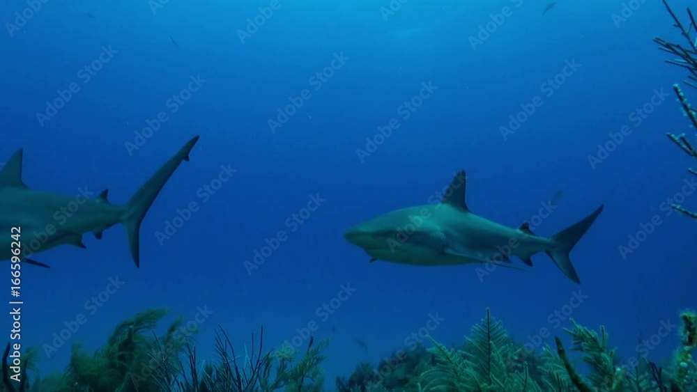 Sharks swim over reef in Bahamas, POV Sharks swim over reef in Bahamas, POV