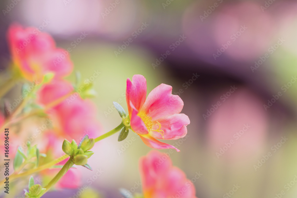 Obraz premium Pink flowers in soft warm light. Vintage autumn landscape blurry nature background.