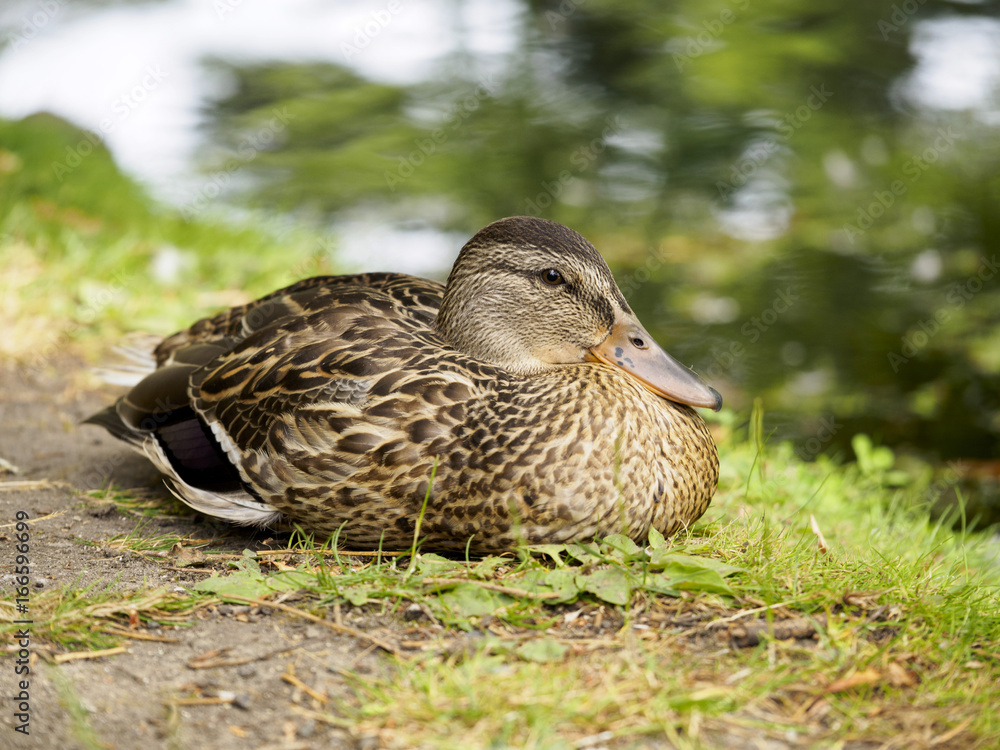 Female Mallard duck looking happy and comfortable at the water's edge Female Mallard duck looking happy and comfortable at the water's edge