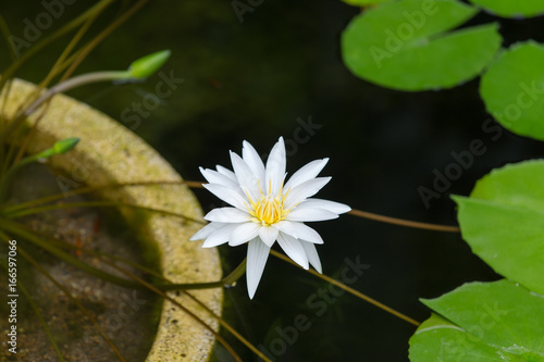 Water Lilies