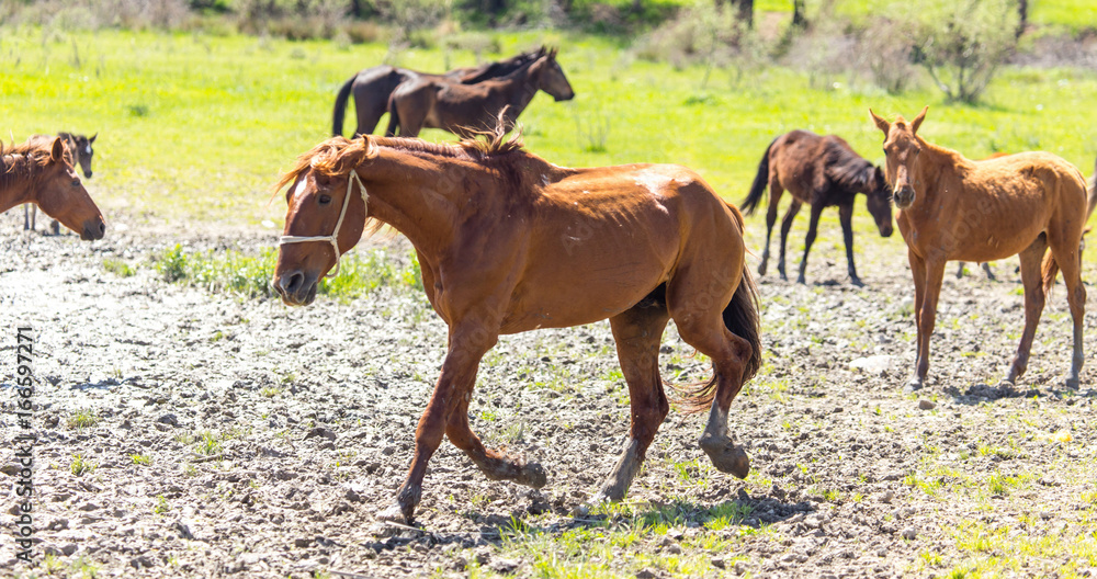 Fototapeta premium The horse walks on clay soil in the park