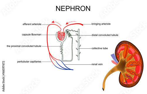 the structure of kidney and nephron photo