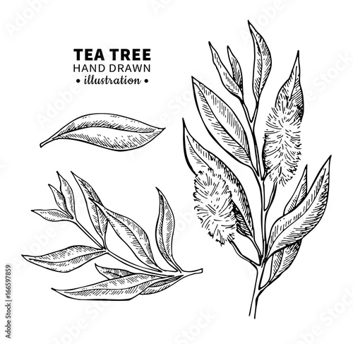 Tea tree vector drawing. Isolated vintage illustration of medical plant leaves on branch.