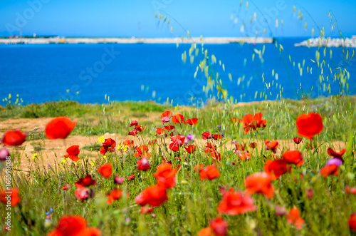 Bright red poppies flowers on the steep bank of the Sevastopol bay of the Black Sea of the Crimea. 2017