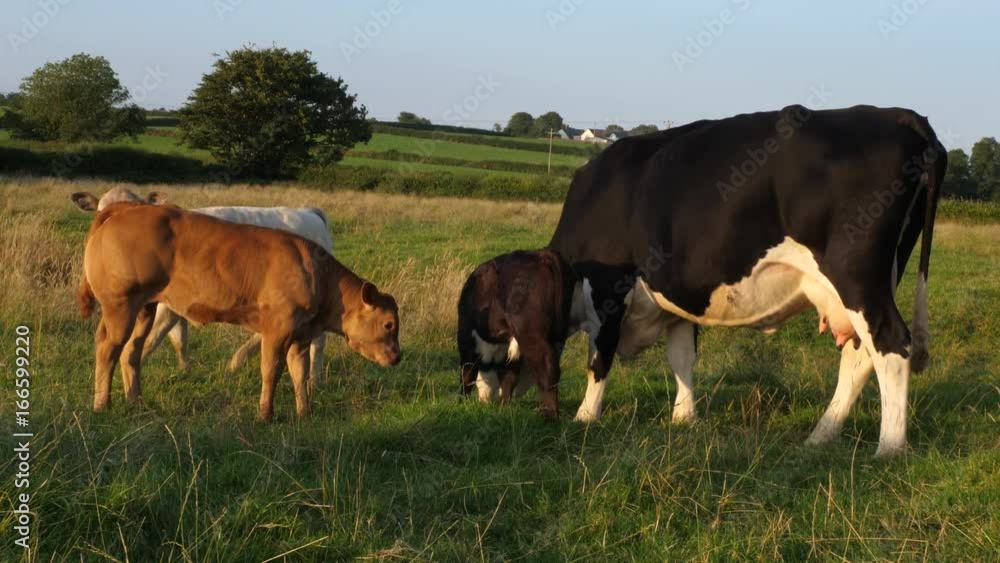 calves and their mothers in green field at golden hour Stock Video