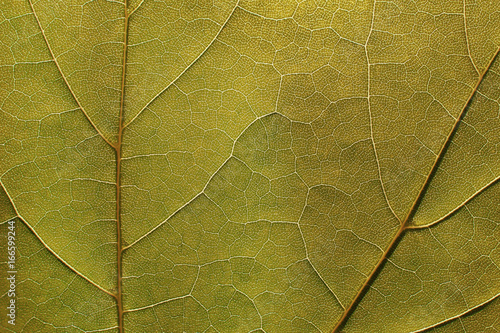 Texture of a green leaf as background