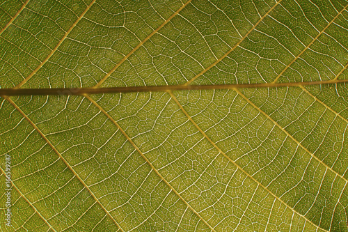 Texture of a green leaf as background