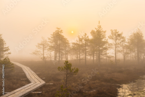 Rime and fog in the swamp at sunrise, Kemeri National Park, Latvia