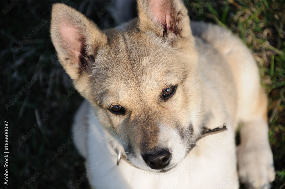 A beautiful Siberian Laika puppy.