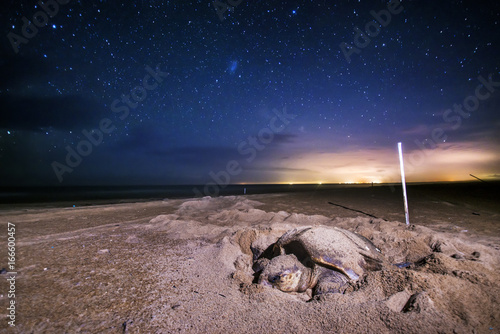 Loggerhead sea turtle (Caretta caretta) photo