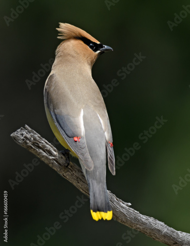 Pretty Bird Perched on a Branch, Cedar Waxwing