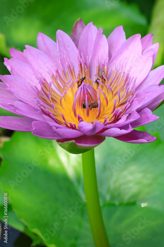 Pink lotus flower beautiful lotus
