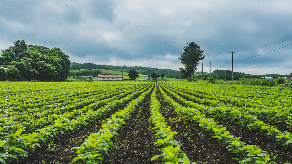 Obraz premium Growing Vegetable Cultivation