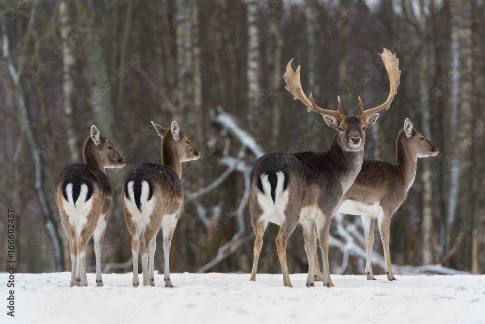 Small Hed Of Fallow Deer ( Daniel, Dama Dama ):Three Young Females Look Right And Stag, Looks At You.Four Beautiful Of Fallow Deer ( Dama Dama ) In Winter Time. Wildlife Animal Scene With Several Deer