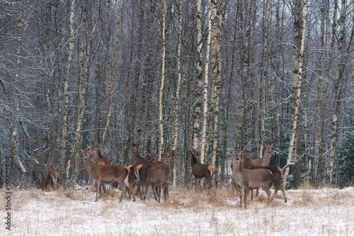A Herd Of Deer Of Different Ages On A Snow-Covered Field Against The Background Of A Winter Birch Forest. Deers Carefully And Anxiously Looking At You.Wildlife Scene With Deer And Birch Forest,Belarus