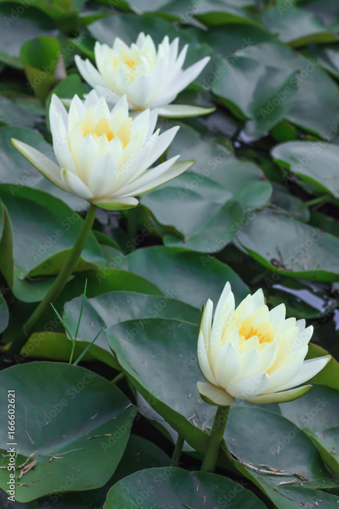 White lotus flower beautiful lotus White lotus flower beautiful lotus