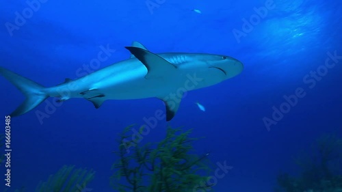 Wallpaper Mural Low angle, shark swims over reef Torontodigital.ca