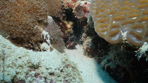 Close up, mantis shrimp in Indian Ocean reef