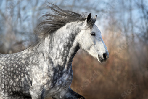 Grey horse with long mane portrait in motion