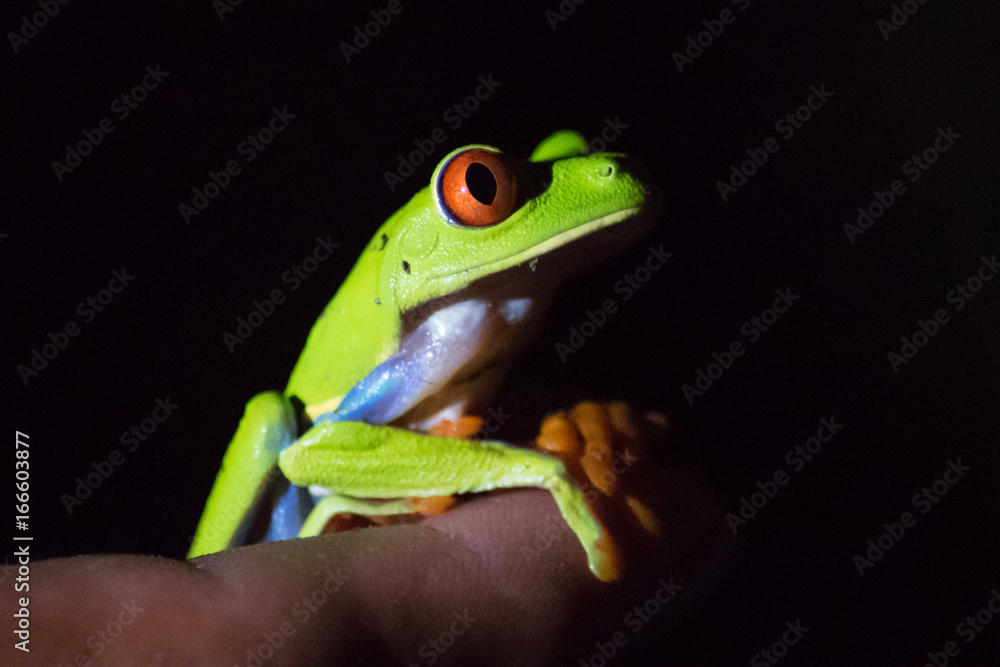 Obraz premium Laubfrosch