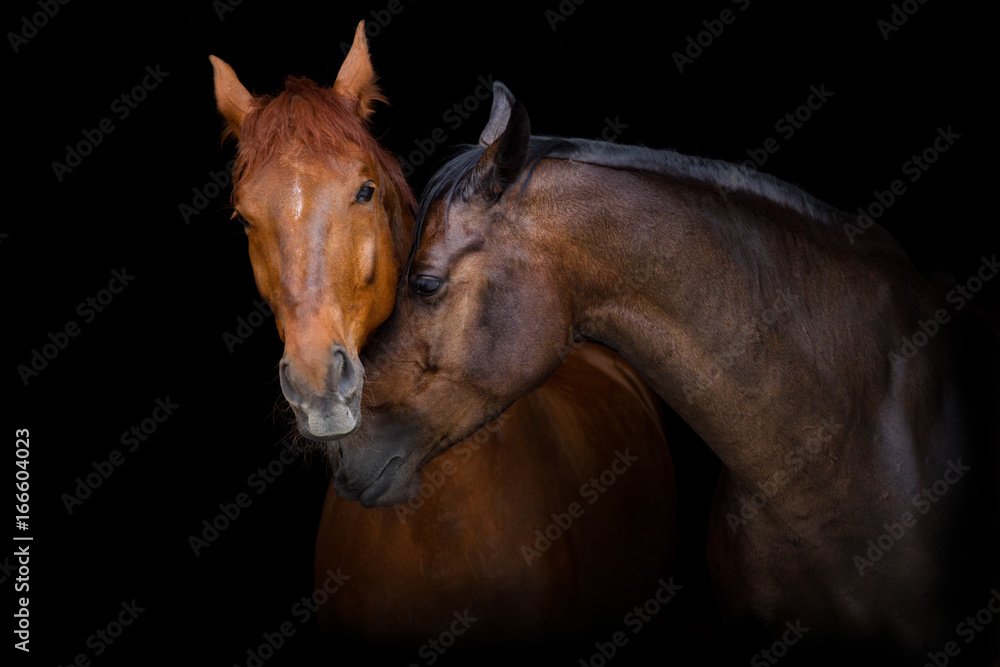 Naklejka premium Portret dwóch koni na czarnym tle. Zakochane konie