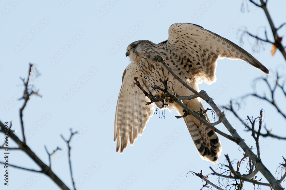 Obraz premium Turmfalke