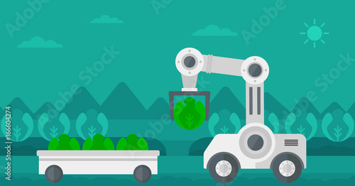Robot harvesting cabbage at agricultural field. Robot picking cabbage at harvest time. Robot harvests organic cabbage and puts it in wheelbarrow. Vector flat design illustration. Horizontal layout.