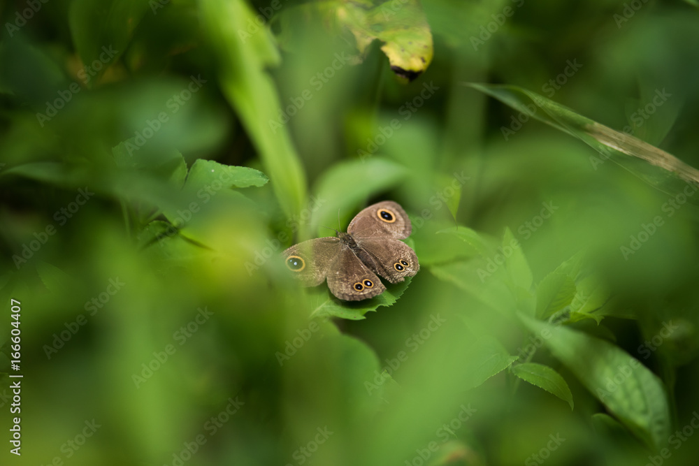 Fototapeta premium Ypthima baldus Butterfly