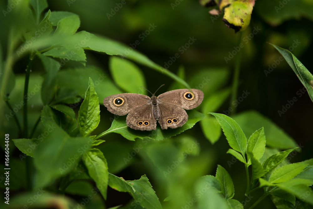Obraz premium Top view of Ypthima baldus Butterfly