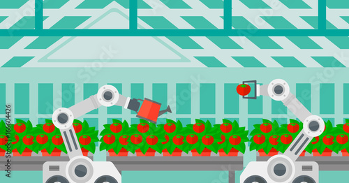 Robot picking tomatoes in greenhouse. Robot working in a greenhouse. Robot harvesting tomatoes in greenhouse. Robot watering tomatoes in greenhouse. Vector flat design illustration. Horizontal layout.