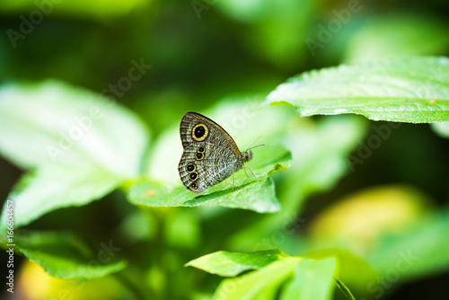 Ypthima baldus Butterfly photo