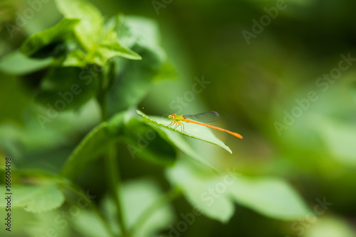 Dragonfly: Ceriagrion auranticum on leaf © MC
