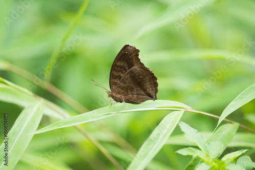 Side View of Lemon Pansy Butterfly on grass © MC