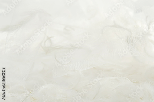 Feathers and white tulle fabric background. Abstract artistic composition with feathers and transparent material feathers.