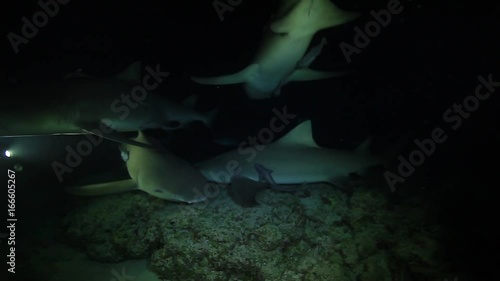 Sharks swarm underwater at night, POV