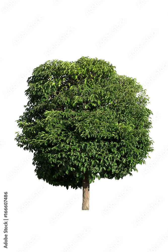 tree isolated on white background tree isolated on white background
