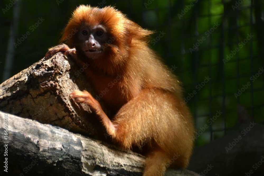 Fototapeta premium Singe Tamarin Roux lion