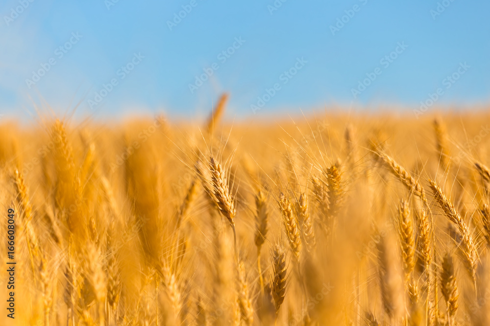 closeup summer golden wheat field