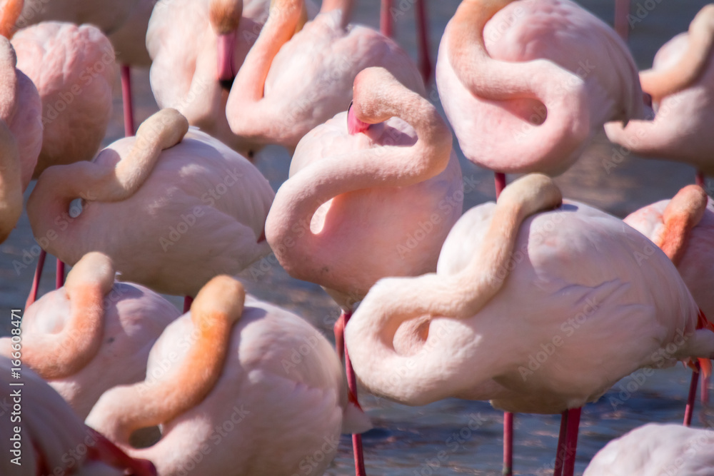 Naklejka premium pink flamingos