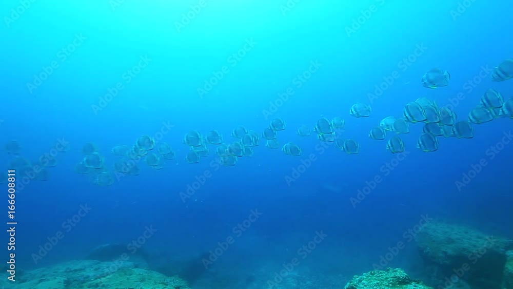 School of tropical fish over reef, POV School of tropical fish over reef, POV