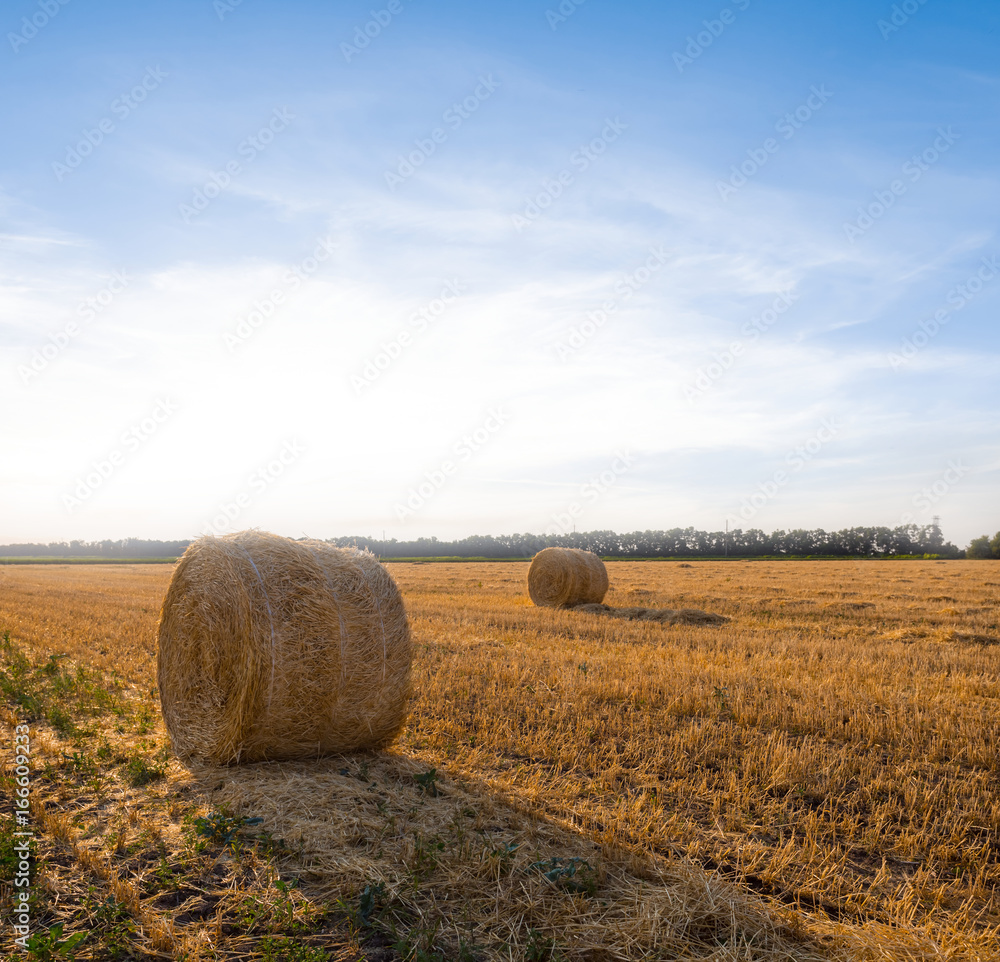 summer wheat field after a harvest
