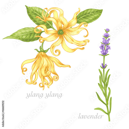 Medical herbs. Ylang, lavender. Set.