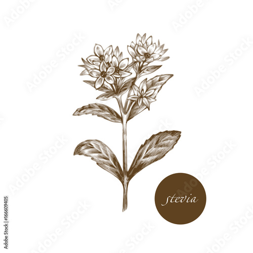 Medical herbs - Stevia.