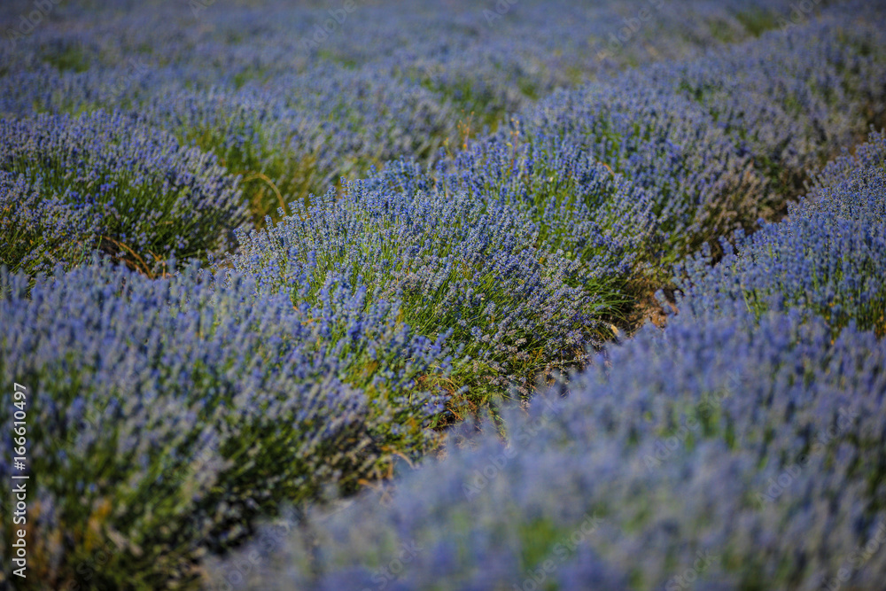 Obraz premium Lavender field