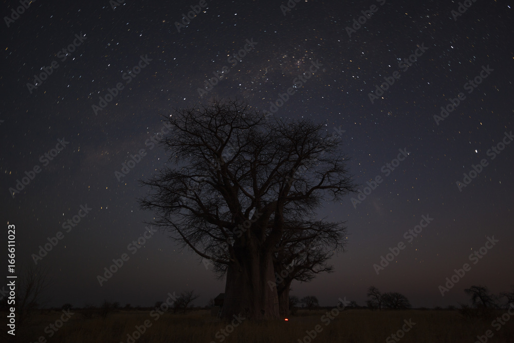 Stars and baobab trees Stars and baobab trees