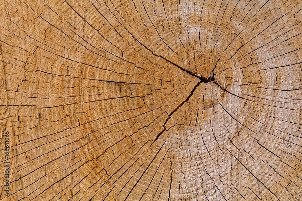 Fototapeta premium Oak Cross Section Crack