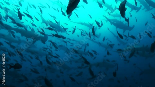 Sharks and fish swim together in Galapagos, POV