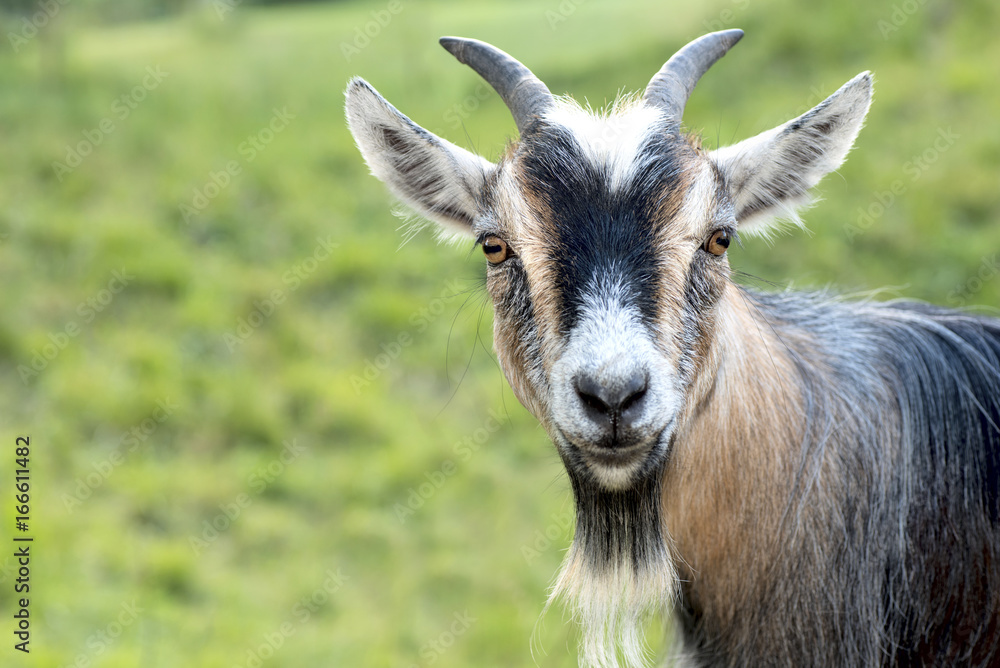 African dwarf goat looking